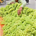 A vendor arranging and displaying fresh grapes to attract the customers at Bakrani Chowk