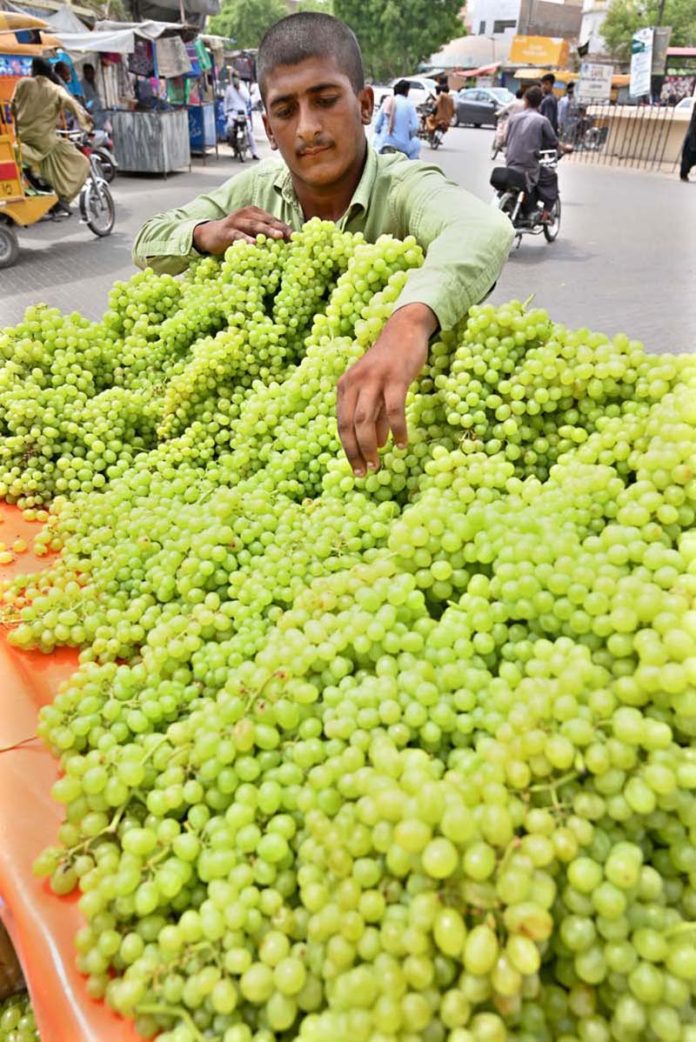 A vendor arranging and displaying fresh grapes to attract the customers at Bakrani Chowk