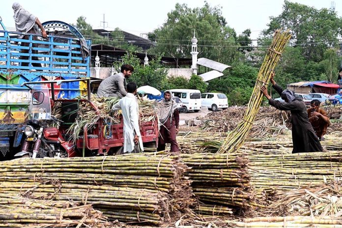 Labourers busy in loading sugarcane on vehicle at Vegetable and Fruit Market