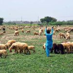 A young shepherd walks alongside a large flock of grazing sheep in fields near Hatri Bypass