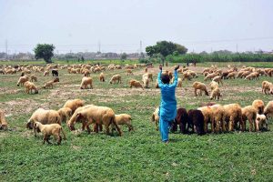 A young shepherd walks alongside a large flock of grazing sheep in fields near Hatri Bypass
