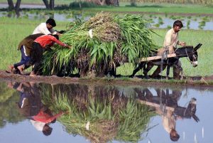 Workers busy in paddy field during sowing paddy crop in traditional method at their farm field in the outskirts of the city.
