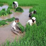Workers busy in paddy field during sowing paddy crop in traditional method at their farm field in the outskirts of the city.