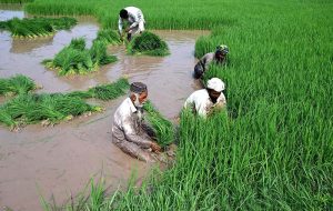 Workers busy in paddy field during sowing paddy crop in traditional method at their farm field in the outskirts of the city.
