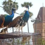 A pair of peacocks await a new home as they sit for sale on their cage at Empress Market, with the historic building serving as a scenic backdrop