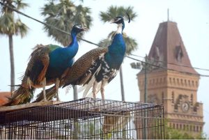 A pair of peacocks await a new home as they sit for sale on their cage at Empress Market, with the historic building serving as a scenic backdrop