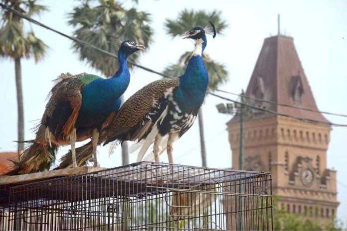 A pair of peacocks await a new home as they sit for sale on their cage at Empress Market, with the historic building serving as a scenic backdrop