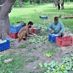 Farmers sort and pack premium-quality mangoes at their orchard during the peak harvest season, ensuring the king of fruits reaches markets across the country