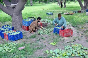 Farmers sort and pack premium-quality mangoes at their orchard during the peak harvest season, ensuring the king of fruits reaches markets across the country