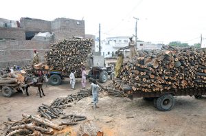 Workers load timber onto a tractor trolley at a wood market to meet the rising demand for commercial supply
