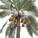 Farmers improvise by using plastic shopping bags to protect their dates on palm tree from rainwater near Ghulam Bhutto Village