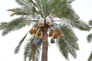 Farmers improvise by using plastic shopping bags to protect their dates on palm tree from rainwater near Ghulam Bhutto Village