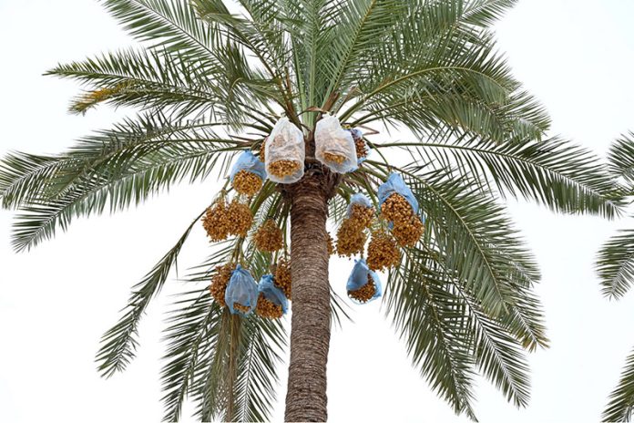 Farmers improvise by using plastic shopping bags to protect their dates on palm tree from rainwater near Ghulam Bhutto Village
