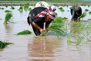 Women farm workers sow paddy saplings using traditional methods in fields on the outskirts of Lahore.