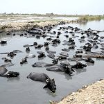 A herd of buffaloes enjoys a refreshing dip in a canal to beat the rising summer temperatures