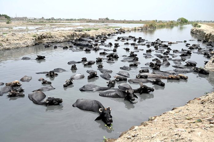 A herd of buffaloes enjoys a refreshing dip in a canal to beat the rising summer temperatures