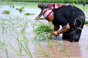 Women farm workers sow paddy saplings using traditional methods in fields on the outskirts of Lahore.