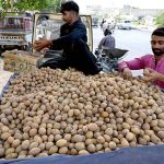 A vendor arranges freshly arrived seasonal Chikoo (Sapodilla) at his pushcart to attract passersby in the city