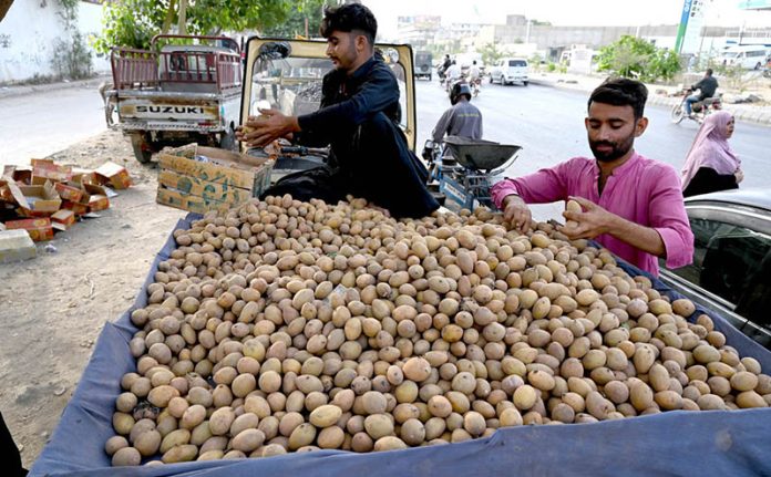 A vendor arranges freshly arrived seasonal Chikoo (Sapodilla) at his pushcart to attract passersby in the city