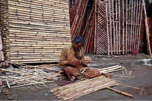 Worker busy in preparing bamboo fence sticks at his workplace in the Provincial Capital.