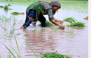 Women farm workers sow paddy saplings using traditional methods in fields on the outskirts of Lahore.