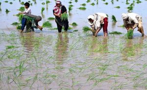 Women farm workers sow paddy saplings using traditional methods in fields on the outskirts of Lahore.