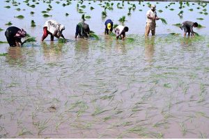 Women farm workers sow paddy saplings using traditional methods in fields on the outskirts of Lahore.