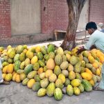 Vendors sell seasonal fruits including Persian, Hami, and musk melons at roadside stalls