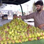 A vendor decorates pears on his hand card to attract passerby to sell at Meezan Chowk in the Provincial Capital