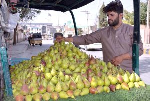 A vendor decorates pears on his hand card to attract passerby to sell at Meezan Chowk in the Provincial Capital