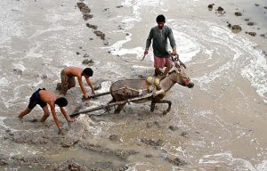 A farmer, along with his children, prepares a field for rice cultivation with the help of a donkey near Bangal Dero