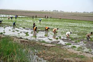 A farmer, along with his children, prepares a field for rice cultivation with the help of a donkey near Bangal Dero