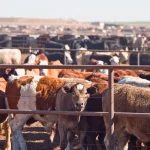 Livestock farming: A gateway to prosperity in rural Pakistan