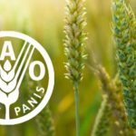 Japan-funded FAO Project helps restore farming, livestock livelihoods in flood-hit Pakistan