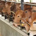 Livestock active in flood-hit areas