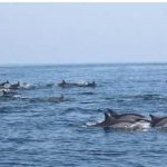 Miani Hor declared third Marine Protected Area in Pakistan