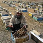 Climate change threatens beekeeping in Khyber Pakhtunkhwa
