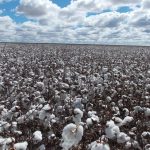Punjab issues advisory to save cotton from potential threat of heavy monsoon rains