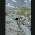 Minister Musadik Malik orders swift action after black bear killing in GB