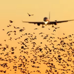 Presence of birds, new NOTAM issued