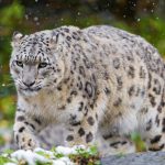 7 individuals selected for 'Pakistan Wildlife Protection Awards 2025'