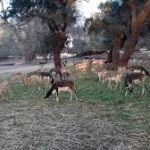 Shrinking habitats – A persistent threat to wildlife in KP