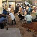 Free veterinary camp held in Kohistan villages, over 3,000 animals vaccinated