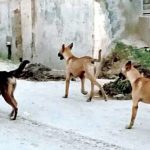 Islamabad residents fearful of stray dog menace