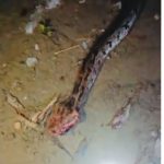 AJK villagers kill python after poultry loss, experts urge wildlife protection
