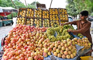 A vendor arranging and displaying seasonal fruits to attract the customers at his setup along Muree Road.