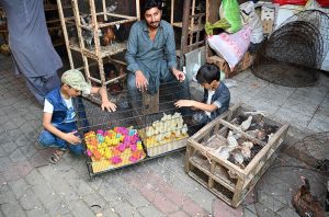 Children curiously look at colorful chicks displayed for sale by a vendor at H-9 Weekly Bazaar