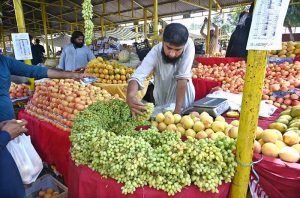 A vendor arranging and displaying seasonal fruits to attract the customers at Aabpara Sunday Bazaar in the Federal Capital.