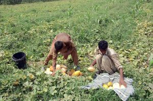 Farmers picking and collecting seasonal fruits at farm field.