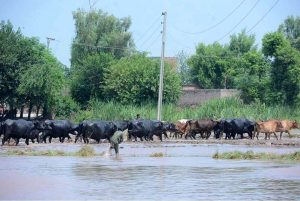 Severe flooding turned Chenab river into an ocean of raging water, flowing under the bridge, highlighting the severity of the floods in Chiniot district.